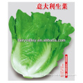 2014 New Crop Hybrid F1Roman Type Heat Tolerant Lettuce Seeds For Sale-Italy All Season Growing Bolting Resistance Lettuce Seeds